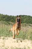 MALINOIS 328